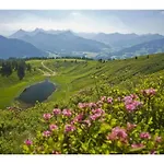 Alpine Comfortable